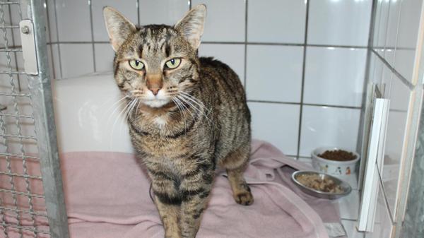 Igrit ist eine Fundkatze aus Igensdorf.
