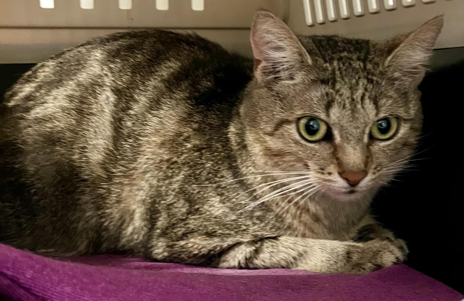 Die Besitzer von Franziska bekamen Nachwuchs. Damit war die sensible Katzendame überfordert. Deshalb wurde sie im Tierheim Forchheim abgegeben.