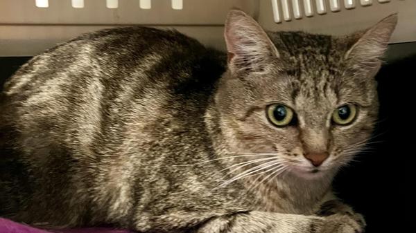 Die Besitzer von Franziska bekamen Nachwuchs. Damit war die sensible Katzendame überfordert. Deshalb wurde sie im Tierheim Forchheim abgegeben.