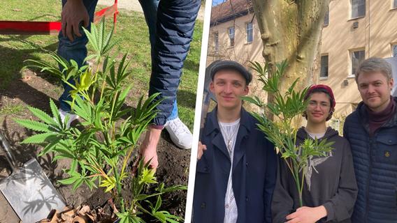 "Nutzpflanze wie Hopfen auch": Schwabacher Jusos pflanzen zum 1. April Cannabis im Apothekersgarten