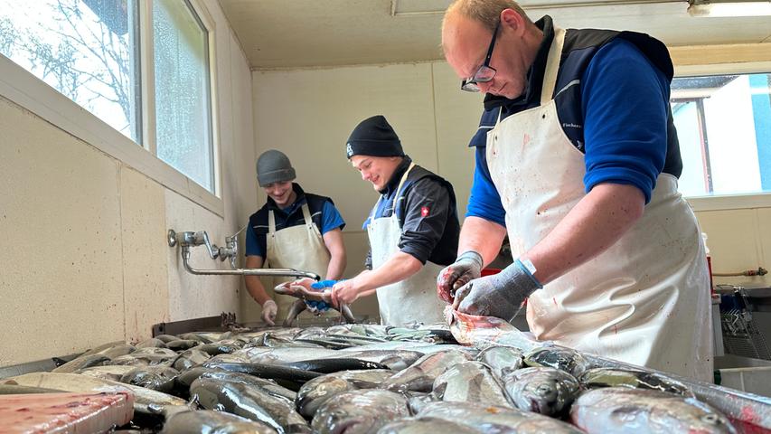 Frischer Fisch für Karfreitag: Ein Besuch bei der Erlengrundfischerei von Martin  Rau