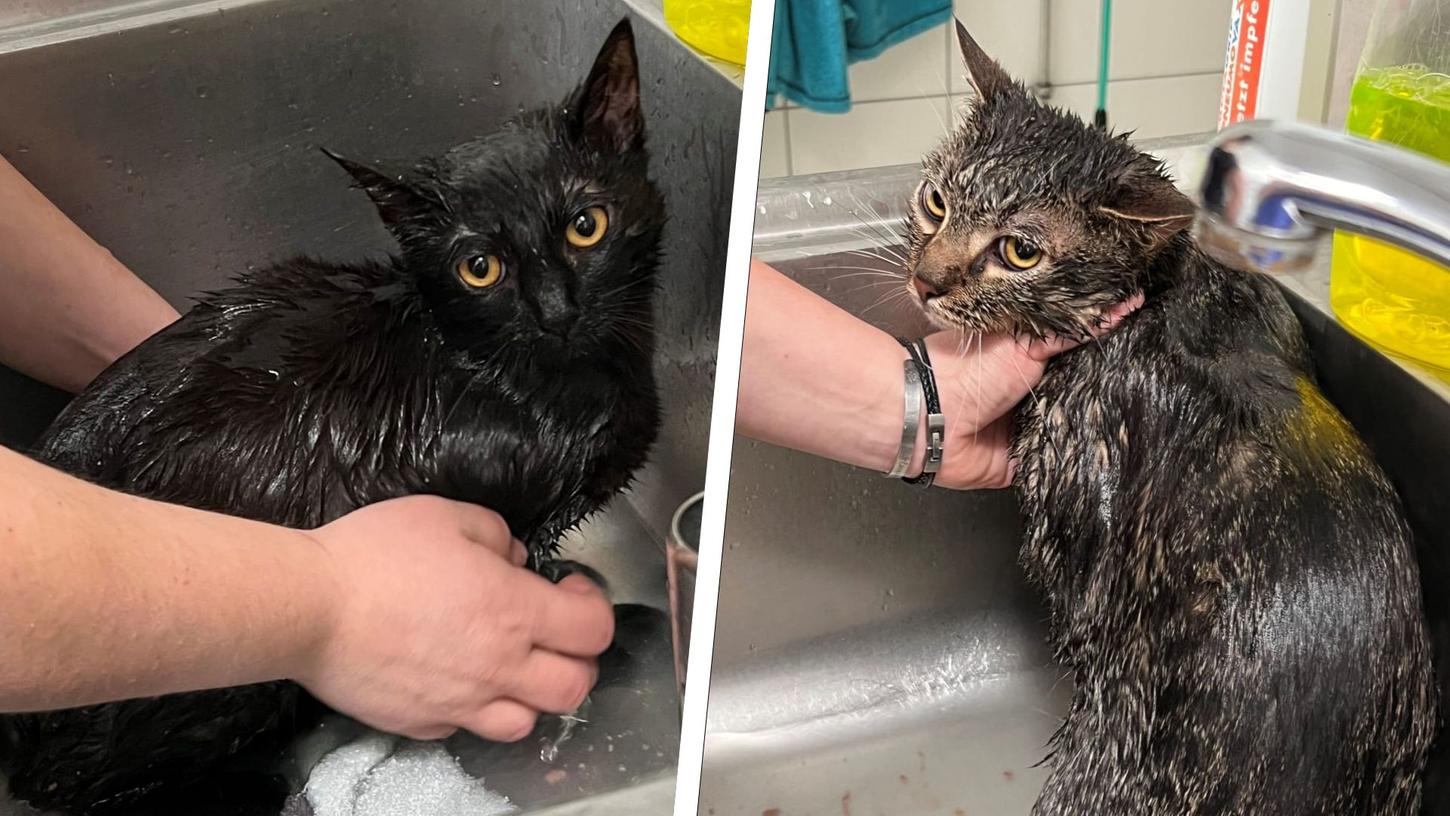 Völlig verdreckt durch Futterreste kamen die beiden Katzen im Tierheim an, sodass sie sich zuerst baden lassen mussten. 