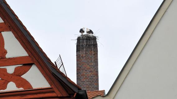 Störche in Forchheim: Auf dem Dach der Brauerei wird ein Nest entfernt - muss das sein?