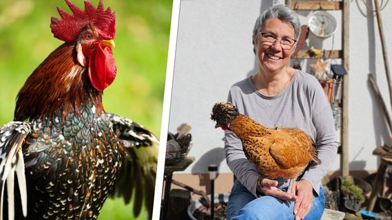 Hier kommen die "Mosers Chicken": Tierfotografin Judith Kiener aus Mosenhof und ihre lustigen Hühner