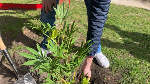 ROT-CannabisJusosApothekersgartenSchwabach