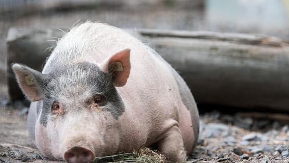 Polizei in Franken fängt Schweinchen ein - zwei sind noch auf freiem Fuß