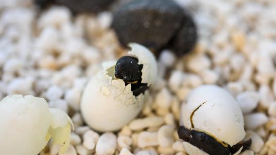 Australien feiert Ostern mit Schildkröteneiern