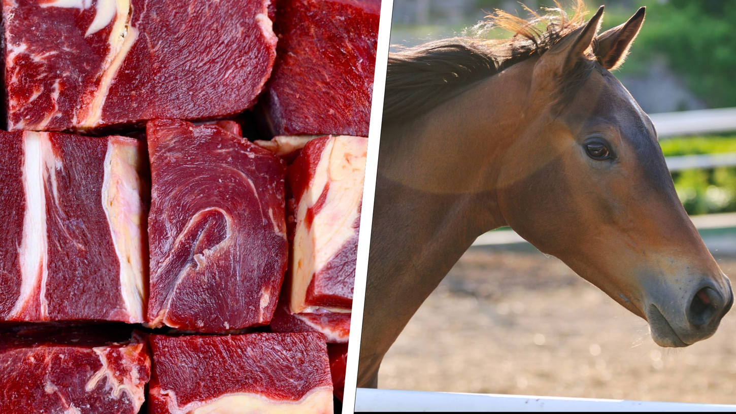 Pferdefleisch zählt zu den ältesten Nahrungsmitteln unserer Geschichte.