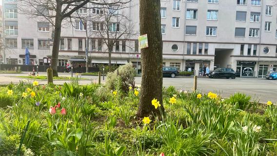 Blühende Landschaften in Nürnberg: Warum es dennoch mehr Baumpaten bräuchte