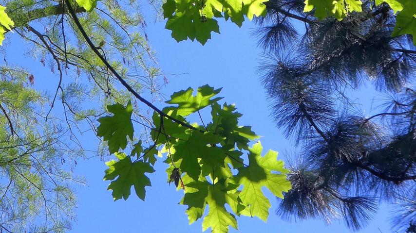 Im Botanischen Garten Erlangen zeichnet sich am blauen Himmel das Schattenspiel der Ahornblätter ab.
