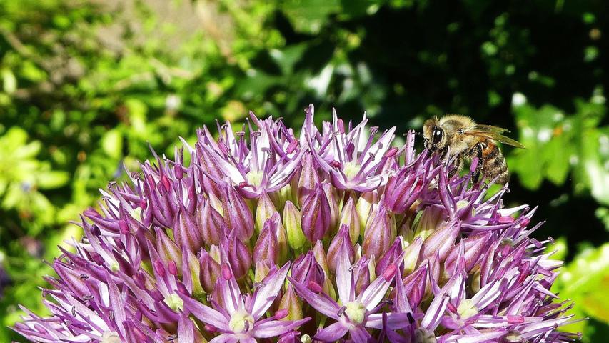 Nicht nur das Allium ist ein Hingucker, nein, er bietet auch willkommene Nahrung für Insekten. Im Garten von unserer Leserin Renate Blaudszun konnte sie Wildbienen fotografieren, die genüsslich den Nektar aus den winzigen Blüten saugten.