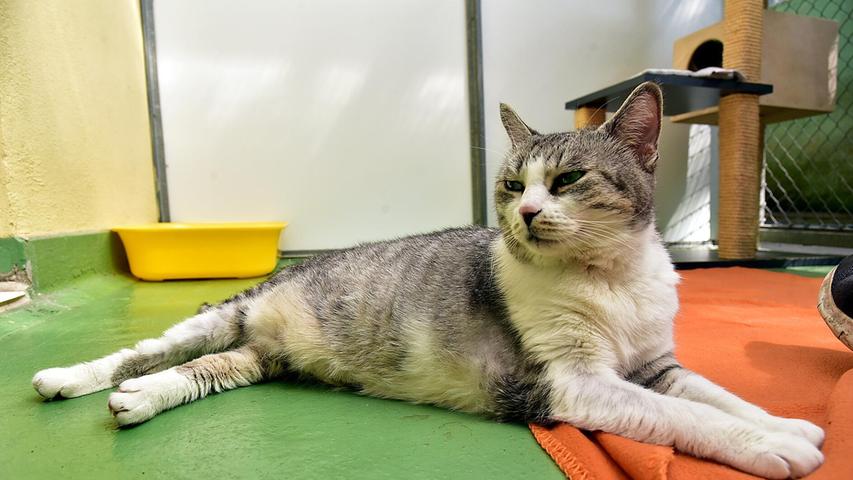 Tierheim Erlangen: Diese Tiere suchen derzeit ein neues Zuhause Tierheim Erlangen: Diese Tiere suchen derzeit ein neues Zuhause