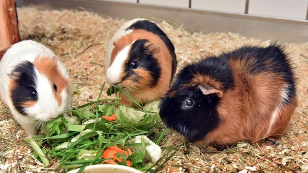 Loki (5 J.), Merida (4 J.) und Anna (8 J.) bilden ein eingeschweißtes Team und suchen gemeinsam nach ihrem neuen Zuhause. Sie sind den Kontakt zu Menschen gewöhnt und zeigen sich Zweibeinern gegenüber aufgeschlossen.