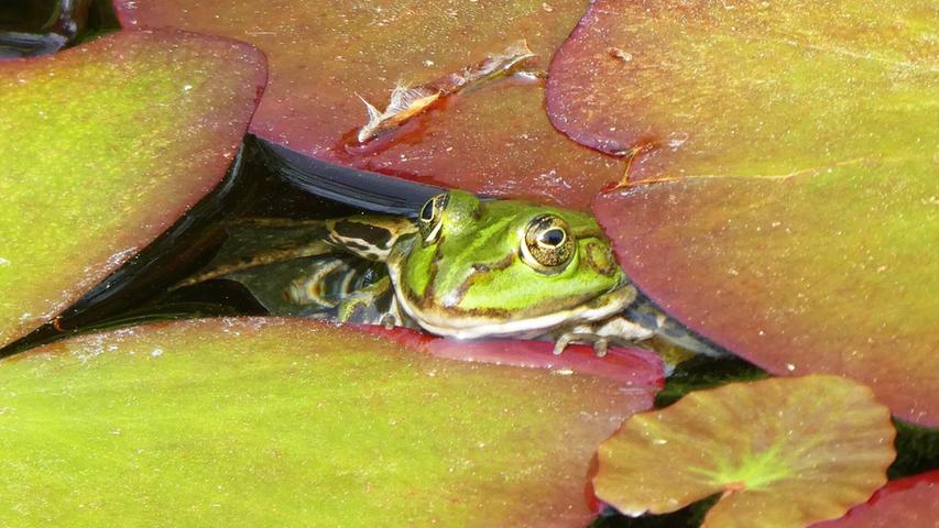 Im Teich des Botanischen Gartens versucht sich ein Frosch vor den vielen Besuchern zu verstecken: "Schau mir in die Augen, Kleines", könnte man zu diesem Foto sagen.