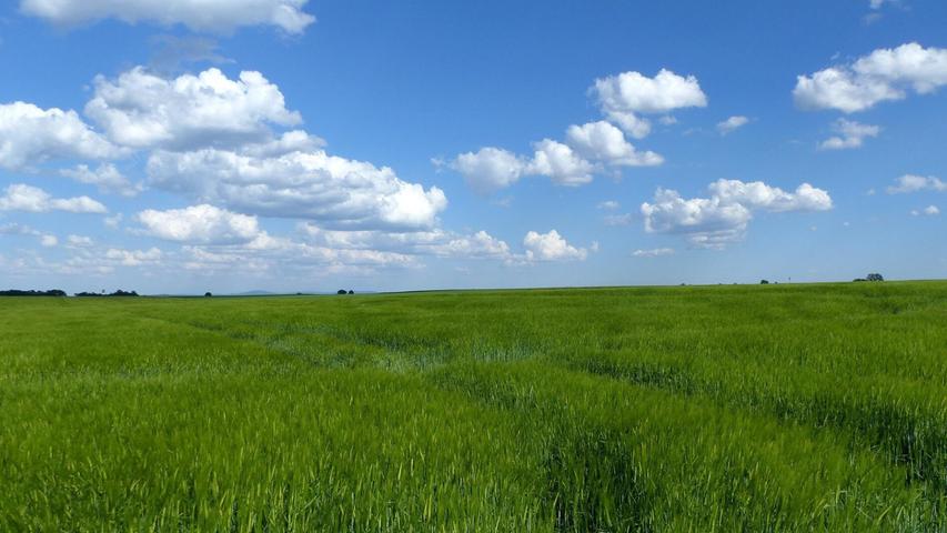 Ein grünes Getreidefeld in Obermichelbach harmoniert schön und kontrastreich mit dem blauen Himmel kombiniert mit weißen Wolken.