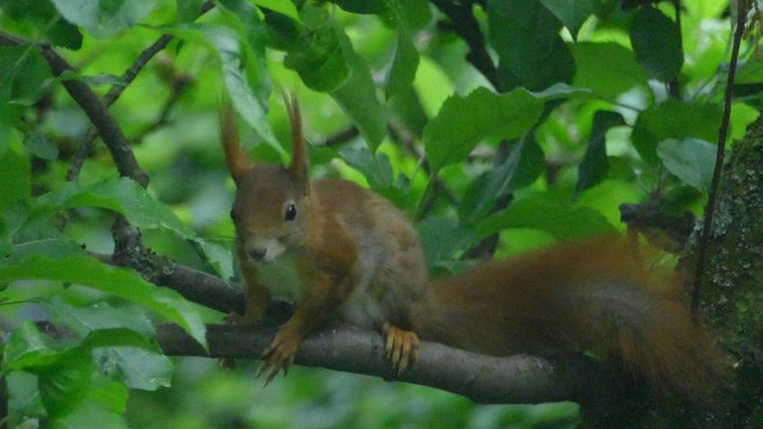 Das Eichhörnchen im Apfelbaum wirkt etwas schuldbewusst, nachdem es gerade das Vogelfutterhäuschen mit leckeren Sonnenblumenkernen halb geleert hat.