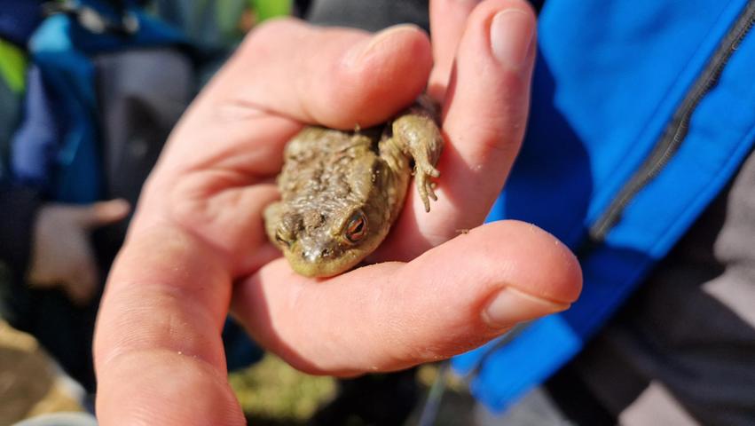 Die Natur hautnah erleben: Die Schülerinnen und Schüler der Naturparkschule Nennslingen lernten vor Ort über das Leben von Amphibien.