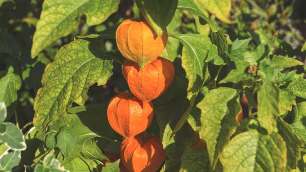 Physalis im Garten