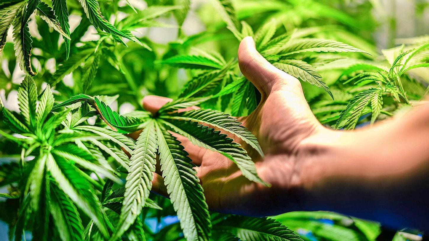 Die richtige Pflege für Cannabis-Pflanzen ist sehr wichtig.