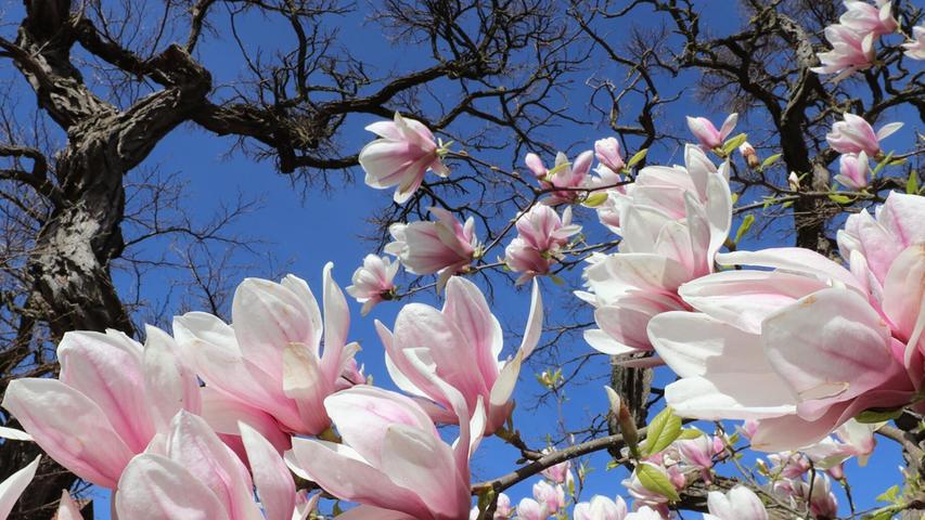 Die üppige Blütenpracht einer Magnolie setzt sich farbenfroh vor einem noch kahlen Baum in Szene.