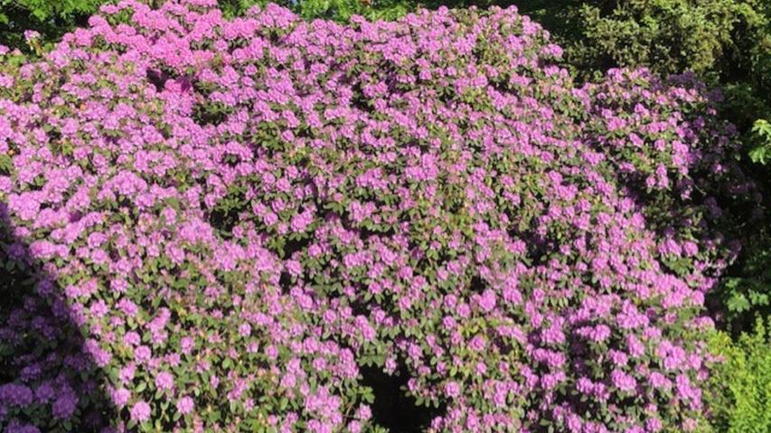 Ein Foto von ihrer Rhododendronhöhle im Garten schickte uns unsere Leserin Elisabeth Preuß.