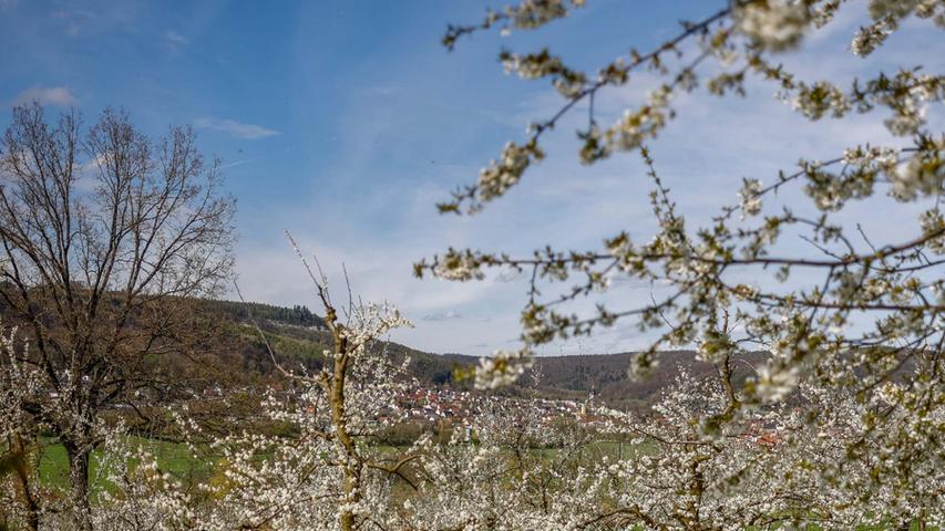 Der Frühling ist da: So wunderschön blüht die Fränkische Schweiz