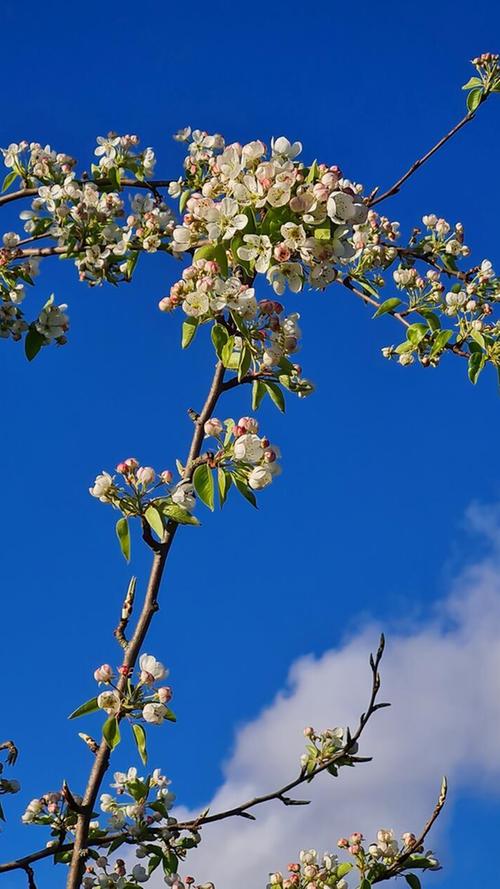 Herrlich blauer Himmel und eine bezaubernde Blütenpracht erfreuen im April alle Sinne.