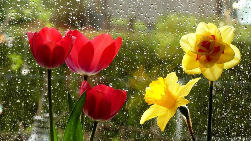 Draußen regnet es, drinnen leuchten rote Tulpen und gelbe Narzissen um die Wette.