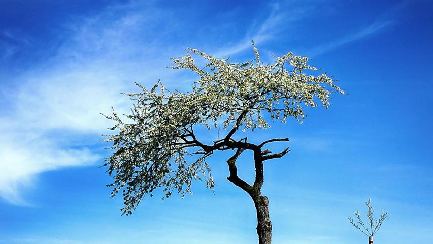 Ein alter Baum lehrt dem jungen Baum das Blühen. Diese traute Szene vor strahlend blauem Himmel hat unser Leserfotograf bei Heroldsberg entdeckt und für uns im Bild festgehalten.
