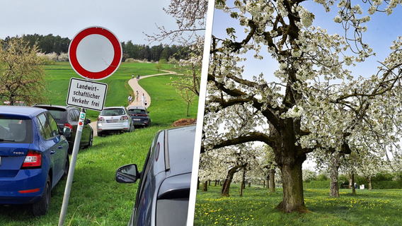 Blütenpracht und Blechlawinen: In Kalchreuth ist es wieder Kirschblüte - wir haben die Bilder
