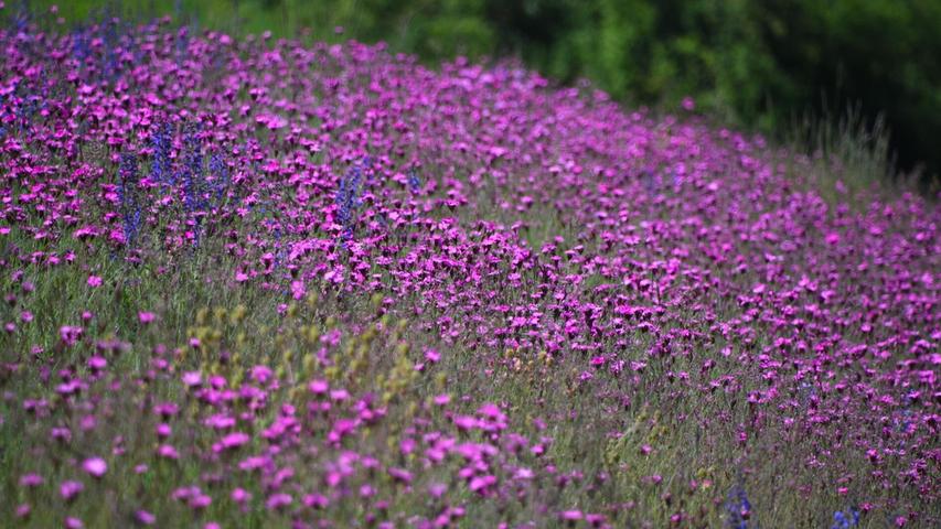 Gesichtet bei einer Radtour und einfach schön anzuschauen hat unser Leser Wilfried Wagner diese Blumenpracht. Eine Wiese voller pinkfarbenen Blumen, die am Rande vom Main-Donau Kanal in Fürth blühen.
