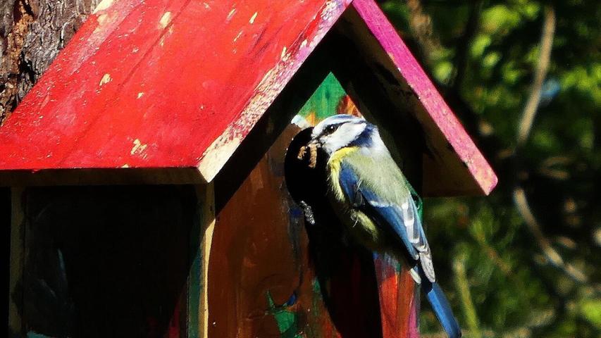 Wie heißt es doch so schön: "Der frühe Vogel fängt den Wurm!" Bei einem Morgenspaziergang  konnte unsere Leserin Renate Blaudszun eine Blaumeise in der Mönau fotografieren, wie sie das Würmchen ans bunte Vogelhäuschen zu den heftig piependen Jungen brachte.