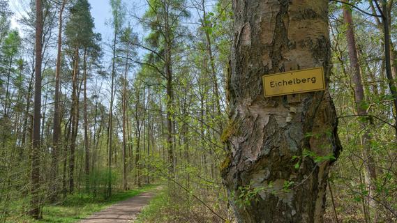 Forstarbeiten in Nürnberg-Erlenstegen - das müssen Spaziergänger jetzt wissen