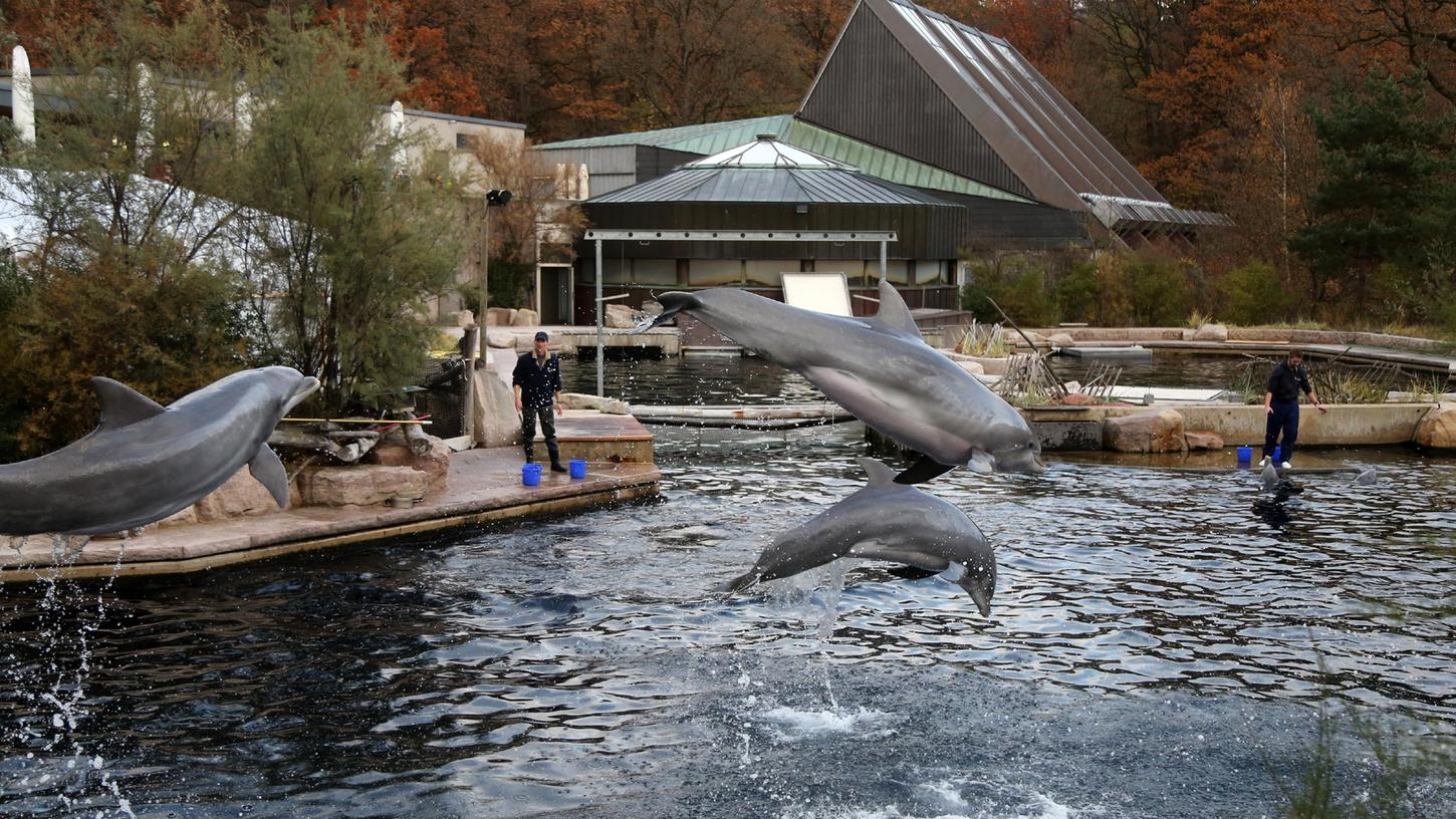 Delfine bei einer Show im Nürnberger Tiergarten. Ist das auch weiterhin zeitgemäß?