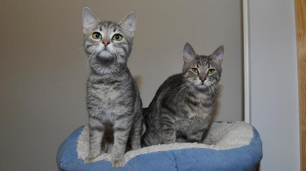 Das grau getigerte Geschwisterpärchen „Anton“ und „Angie“ ist ebenfalls auf der Suche nach einem neuen Wirkungskreis, wobei die beiden Kätzchen unbedingt zusammenbleiben möchten. Die beiden kleinen, munteren Kobolde wurden am 31. August 2023 im Tierheim geboren, es sind also richtige kleine Löwen, zumindest vom Sternzeichen her. Wie es sich für Katzenkinder gehört, sind die beiden Kätzchen entdeckerfreudig, verspielt, aufgeweckt und temperamentvoll, so dass man schon eine gewisse Großzügigkeit besitzen sollte, wenn man sich für das muntere Duo interessiert. Andererseits ist es auch wieder schön, ihnen beim gemeinsamen Spiel zuzusehen. Auch für diese Kätzchen wären schon größere, vernünftige Kinder in der Familie kein Problem. Für die beiden Kätzchen ist Wohnungshaltung möglich, wobei die Wohnung schon geräumig sein sollte und es sollte auch ein eingenetzter Balkon vorhanden sein. Ist späterer Freigang geplant, ist verkehrsberuhigte Wohnlage erforderlich. Das Tierheim Neumarkt hat aus organisatorischen Gründen keine offiziellen Öffnungszeiten. Für Besuch, Beratung und Tiervermittlung vereinbaren Sie bitte vorher einen Termin. Die Tierpflegerinnen können sich dann uneingeschränkt Ihrem Anliegen widmen. Auch zum Gassi gehen ist ein vorheriger Anruf sinnvoll. Katzenkuscheln ist täglich zwischen 14 und 17 Uhr möglich. Das Tierheim ist täglich (außer an Sonn- und Feiertagen) von 13 bis 17 Uhr unter der Telefonnummer (09181) 22862 erreichbar. Hier geht es zur Internet-Seite des Tierheims