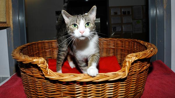 Die getigert-weiße Katze „Lilly“ kam als Fundtier ins Tierheim Neumarkt und ihre Besitzer haben sich leider nicht gemeldet. Deshalb wird für die nette, zutrauliche und menschenbezogene Kätzin, die etwa im Mai 2023 geboren wurde, ein neues Zuhause gesucht, in welchem sie nach entsprechender Eingewöhnungszeit auch wieder Freigang haben darf. Das heißt, das neue Zuhause sollte verkehrsberuhigt liegen. Schon größere, vernünftige Kinder ab etwa 8 Jahre wären für „Lilly“ kein Hindernis. Mit anderen Katzen hat „Lilly“ nicht sehr viel am Hut. Sie hat sich im Tierheim bisher mit keiner anderen Katze angefreundet, so dass „Lilly“ nicht unbedingt einen Katzenkumpel braucht. Sie kann auch gut als Einzelkatze gehalten werden. sollte dann aber nicht unbedingt 8 -bis10 Stunden am Tag alleine daheimsitzen und pfotenringend warten müssen, bis ihre Menschen wiederkommen. Das Tierheim Neumarkt hat aus organisatorischen Gründen keine offiziellen Öffnungszeiten. Für Besuch, Beratung und Tiervermittlung vereinbaren Sie bitte vorher einen Termin. Die Tierpflegerinnen können sich dann uneingeschränkt Ihrem Anliegen widmen. Auch zum Gassi gehen ist ein vorheriger Anruf sinnvoll. Katzenkuscheln ist täglich zwischen 14 und 17 Uhr möglich. Das Tierheim ist täglich (außer an Sonn- und Feiertagen) von 13 bis 17 Uhr unter der Telefonnummer (09181) 22862 erreichbar. Hier geht es zur Internet-Seite des Tierheims