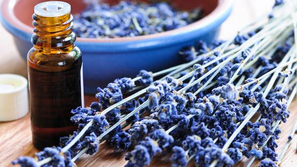 Lavendel gegen Mücken