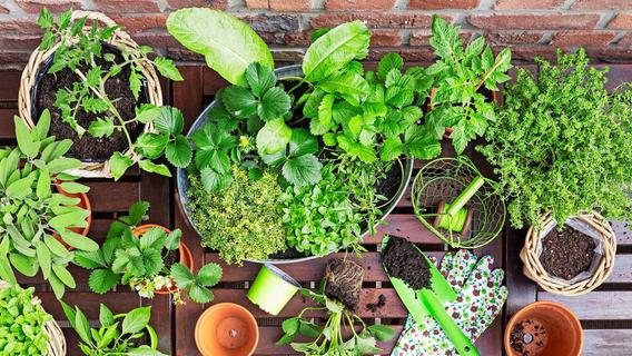 Den grünen Daumen in der Wohnung ausleben: So klappt es auch ohne großen Garten
