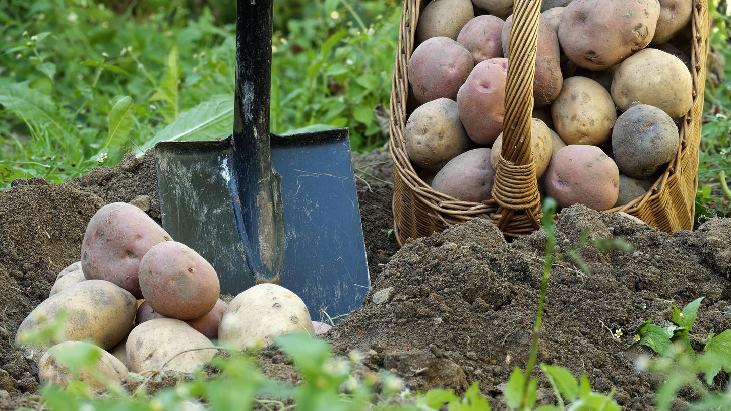 Hier erfahren Sie, wann und wie Sie Kartoffeln pflanzen können.