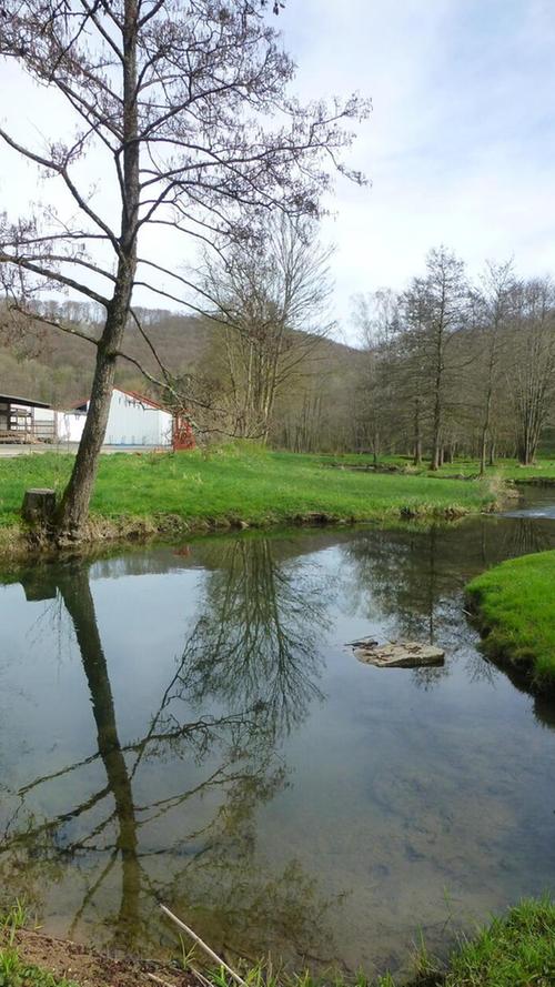 Ein kleiner Baum spiegelt sich in einem kleinen Bach in der Fränkischen Schweiz.