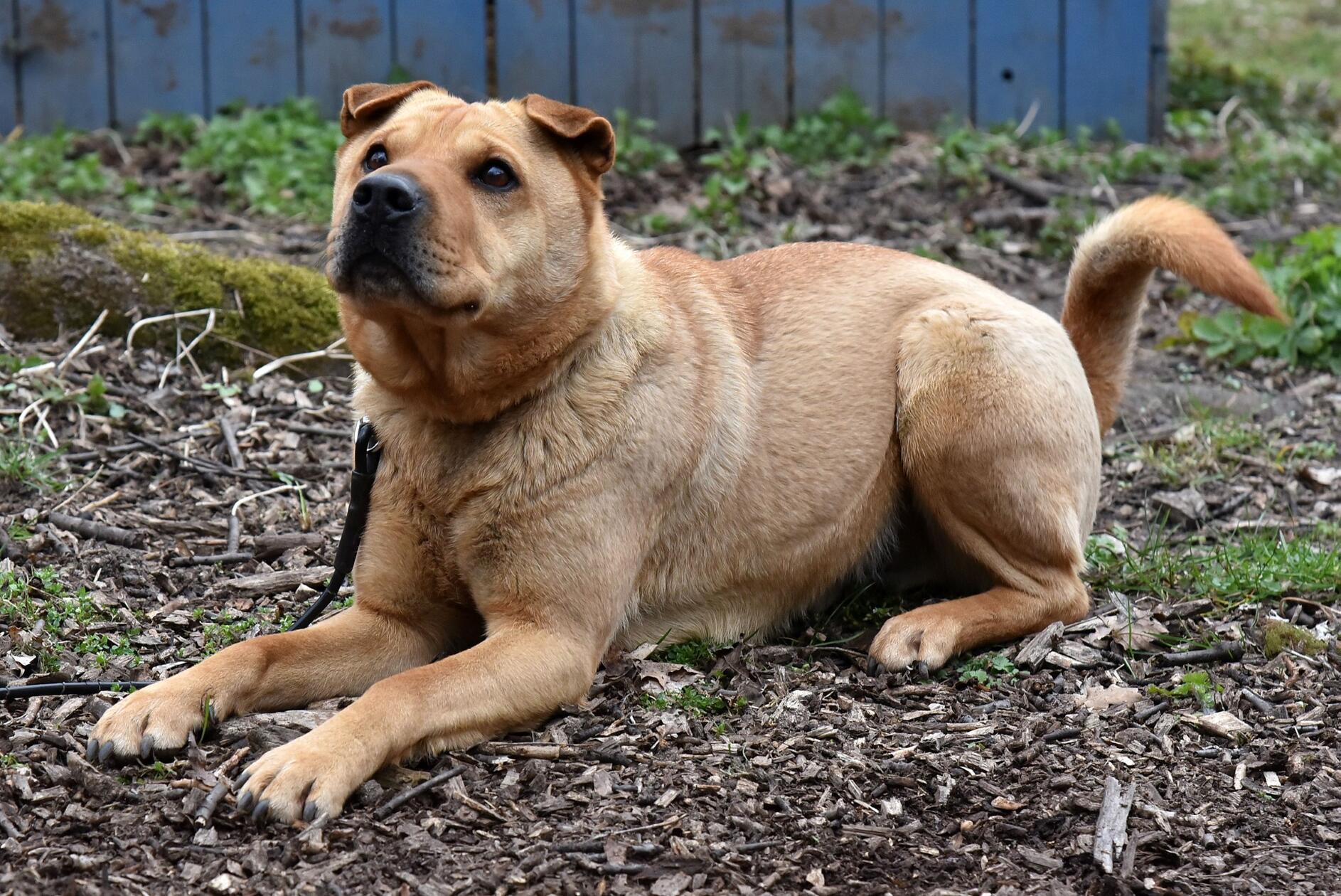 Charly, ein kastrierter Rüde, hat bereits viel durchgemacht. Trotz großer Fortschritte gab es immer wieder Rückschläge, sodass er von einer Trainingsstelle zurück ins Tierheim musste - unverschuldet und mit viel Pech. Dennoch ist er lebensfroh, genießt Spaziergänge und baut zunehmend Vertrauen zu seinen Pflegern auf. Für den Shar-Pei-Mix (geb. 2019) werden erfahrene und engagierte Hundefreunde gesucht, die ihm eine Chance geben.