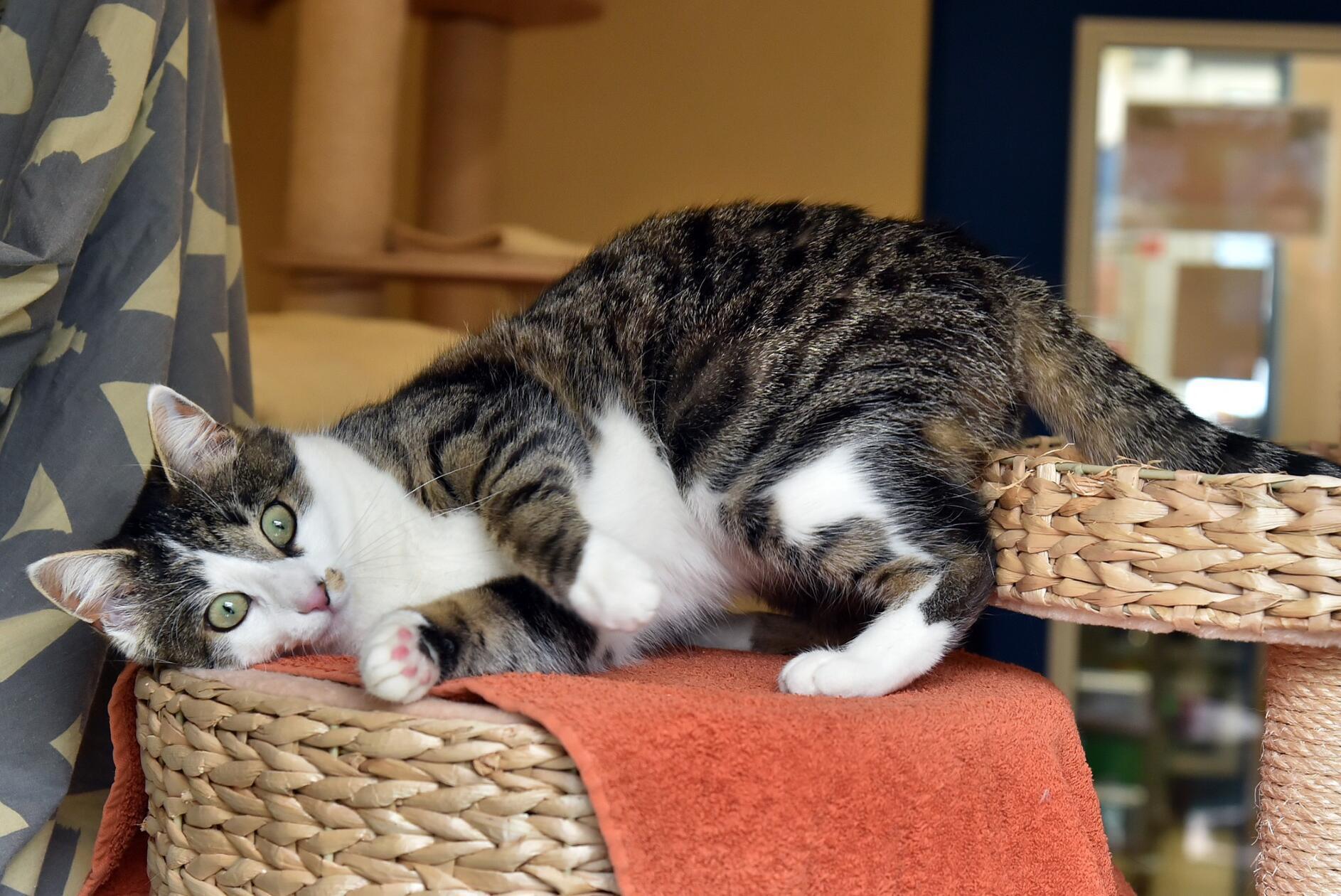 Minos ist eine 2023 geborene EKH-Katze. Sie ist charakterstark, aber sehr freundlich gegenüber dem Menschen. Bei anderen Katzen entscheidet Sympathie. Minos wird in die Wohnungshaltung vermittelt.