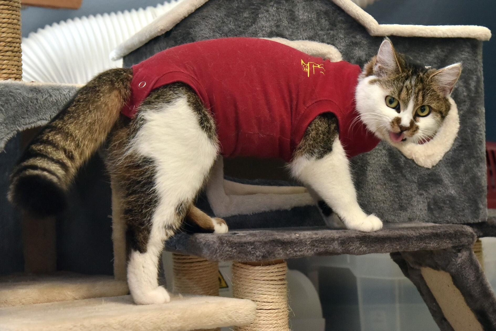 Maschka ist weiblich, kastriert, geimpft, geboren zirka 2023 und sehr freundlich.  