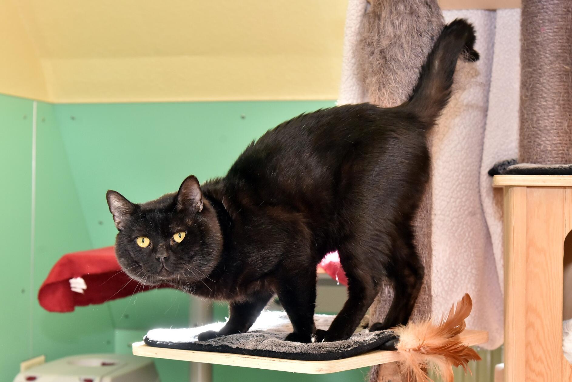 Bob Marley ist ein zirka 2022 kastrierter Kater. Er ist sehr freundlich und ist auch mit anderen Katzen verträglich. Wir können ihn uns sowohl in der Wohnungshaltung als auch im Freigang vorstellen.