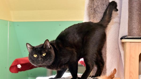 Bob Marley ist ein zirka 2022 kastrierter Kater. Er ist sehr freundlich und ist auch mit anderen Katzen verträglich. Wir können ihn uns sowohl in der Wohnungshaltung als auch im Freigang vorstellen.