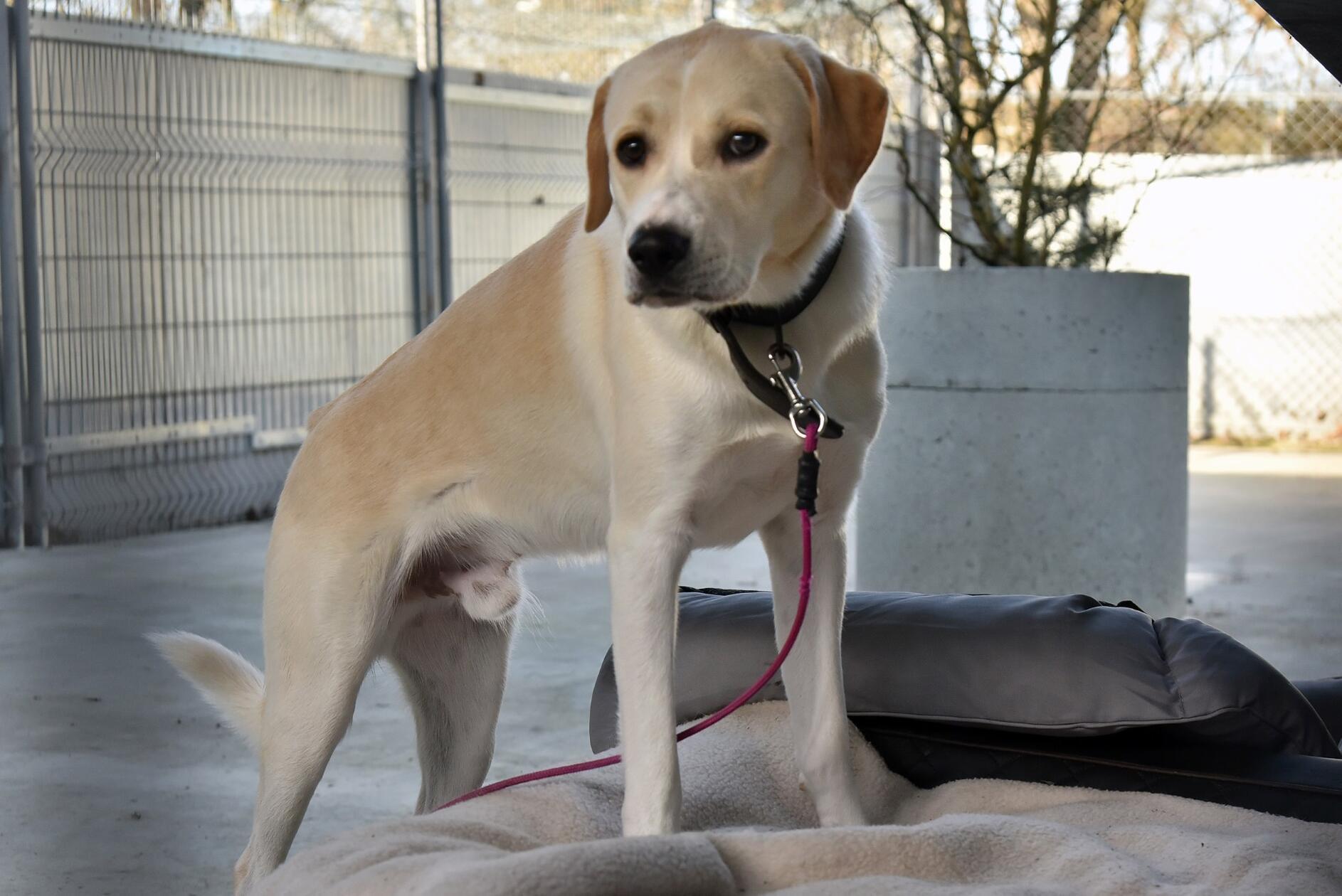 Snow ist ein unkastrierter, einjähriger Rüde, der zwar sehr liebevoll mit seinen Bezugspersonen umgeht, Fremden gegenüber aber sehr misstrauisch ist. Da Snow kein Anfängerhund ist, wünschen wir uns für ihn Menschen mit Hundeerfahrung und ohne Kinder.