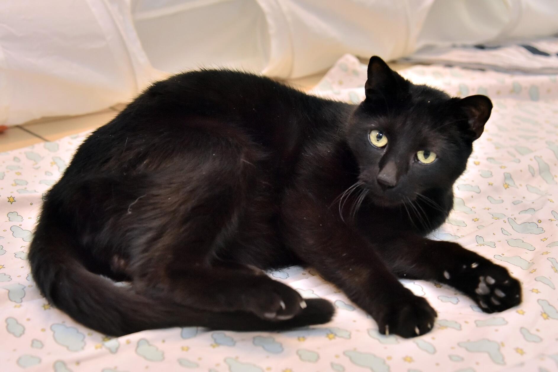 Lilo ist ein freundlicher etwa sieben Jahre alter kastrierter Kater, der ein Zuhause mit Freigang sucht. Mit Kindern versteht er sich gut, auf Artgenossen im eigenen Zuhause kann er allerdings verzichten.