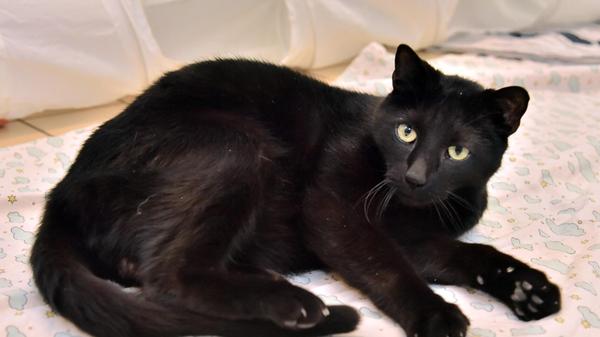 Lilo ist ein freundlicher etwa sieben Jahre alter kastrierter Kater, der ein Zuhause mit Freigang sucht. Mit Kindern versteht er sich gut, auf Artgenossen im eigenen Zuhause kann er allerdings verzichten.