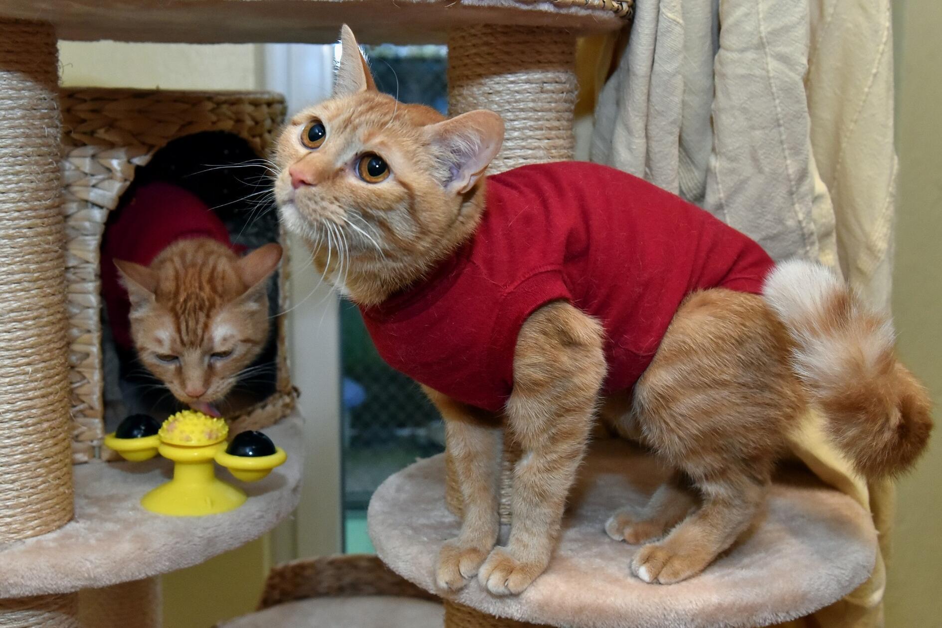 Beide weiblich, geboren im April 2025, nur in ein gemeinsames zu Hause in Wohnungshaltung. Beide sind sehr verschmust.