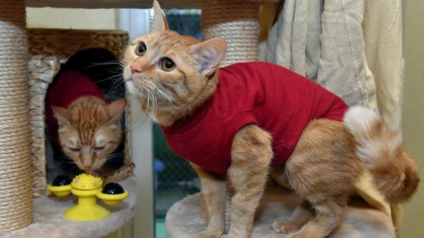 Beide weiblich, geboren im April 2025, nur in ein gemeinsames zu Hause in Wohnungshaltung. Beide sind sehr verschmust.